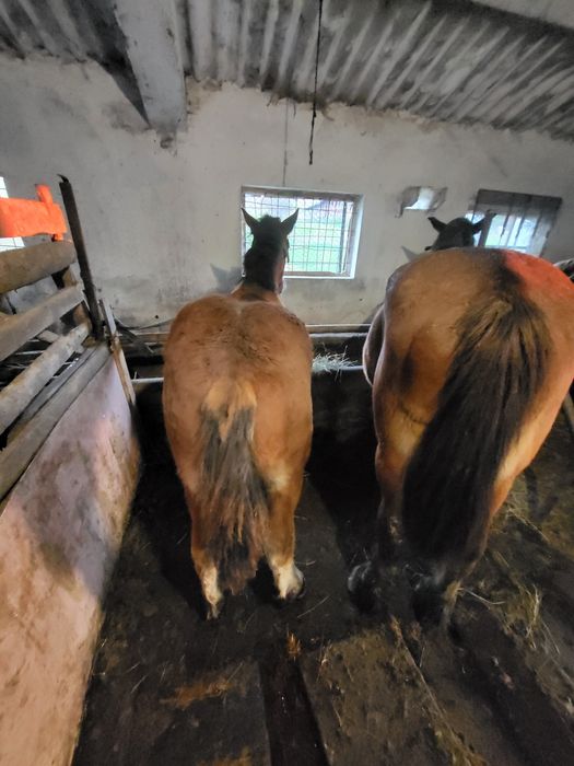 Vand manz sarg de 6 luni