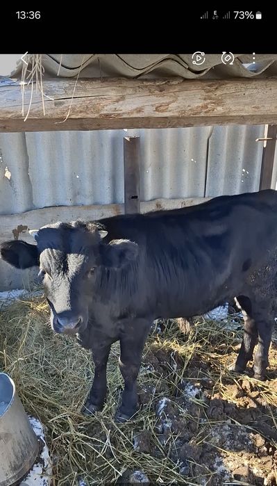 Продам бычка 6 месяцев
