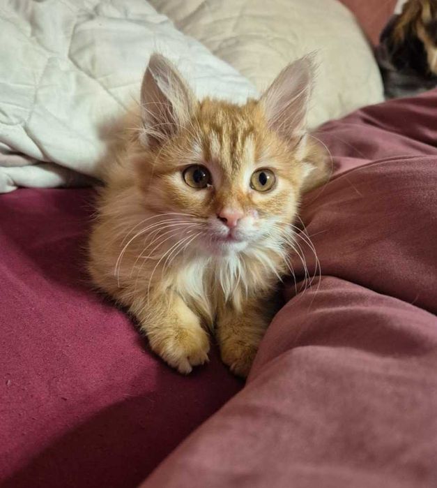 Дългокосместо коте