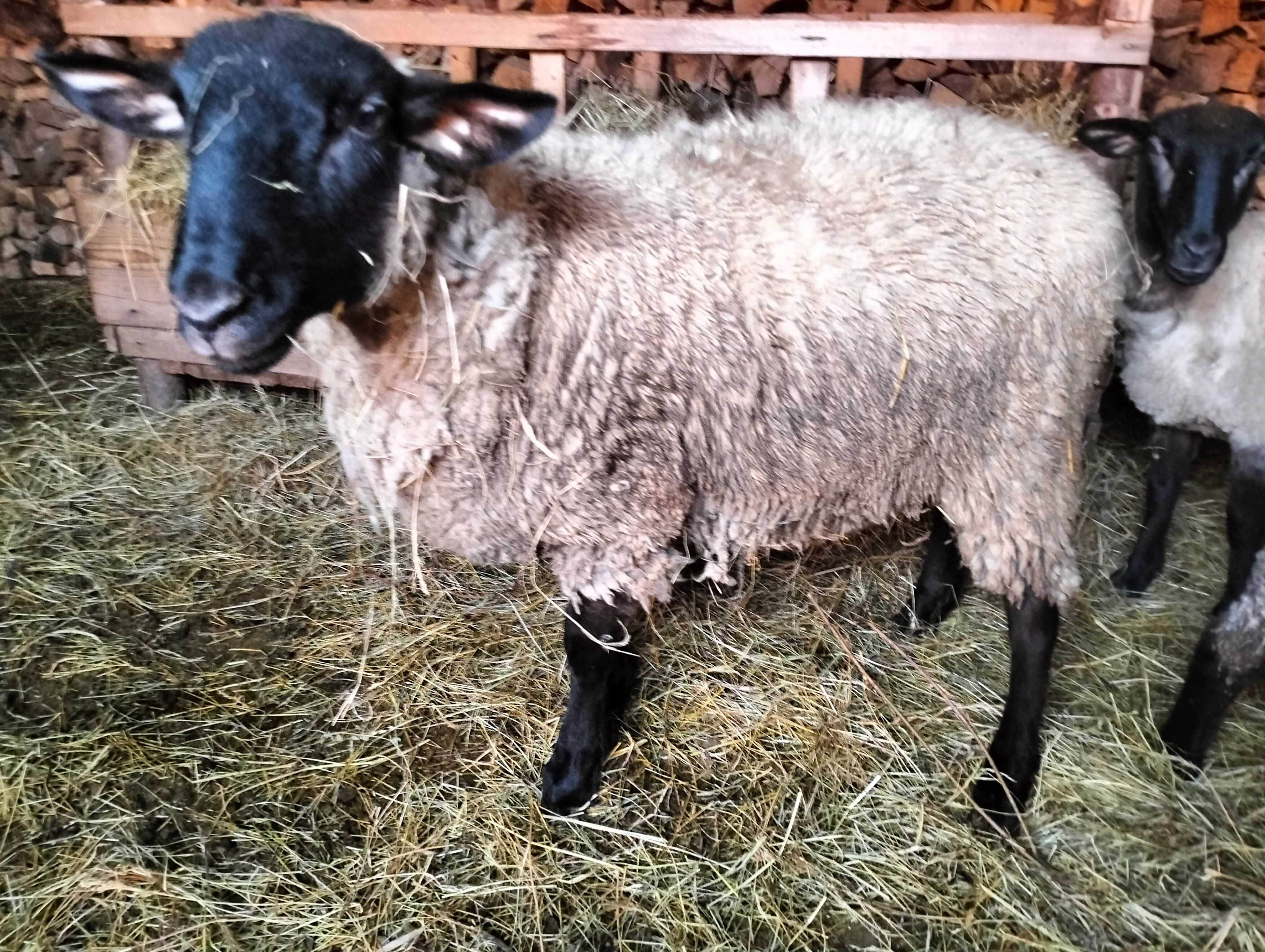 Berbec de carne de prasila