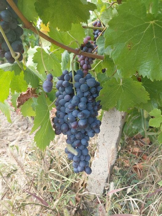 Struguri de vin toate soiurile