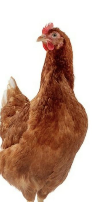 25 Puicute ouatoare issa brown