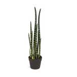 planta șarpe -  Sansevieria Cylindrica Velvet Touch- frunze cca 1m