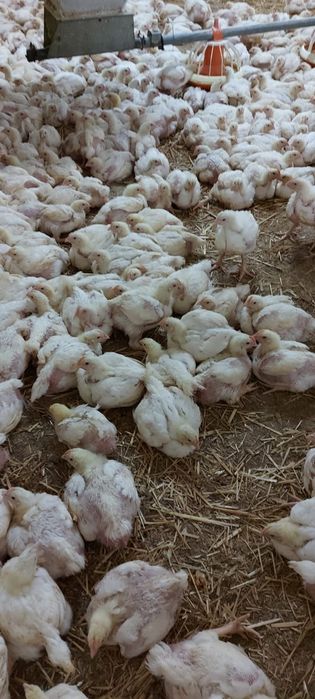 Pui albi și rasa mixta