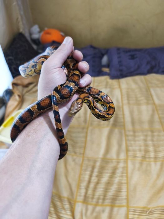 Продам рабочую пару