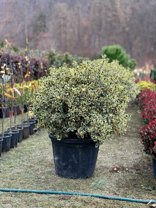 Plante Ornamentale Pentru Gradina ta