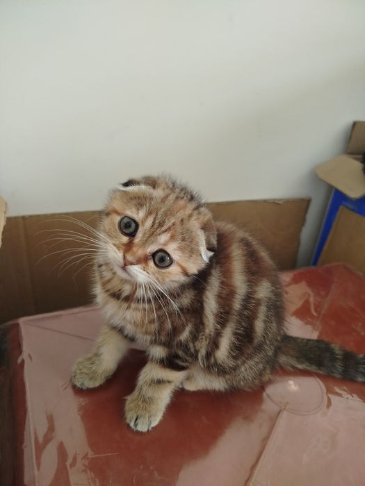 Продаются милые котёнки