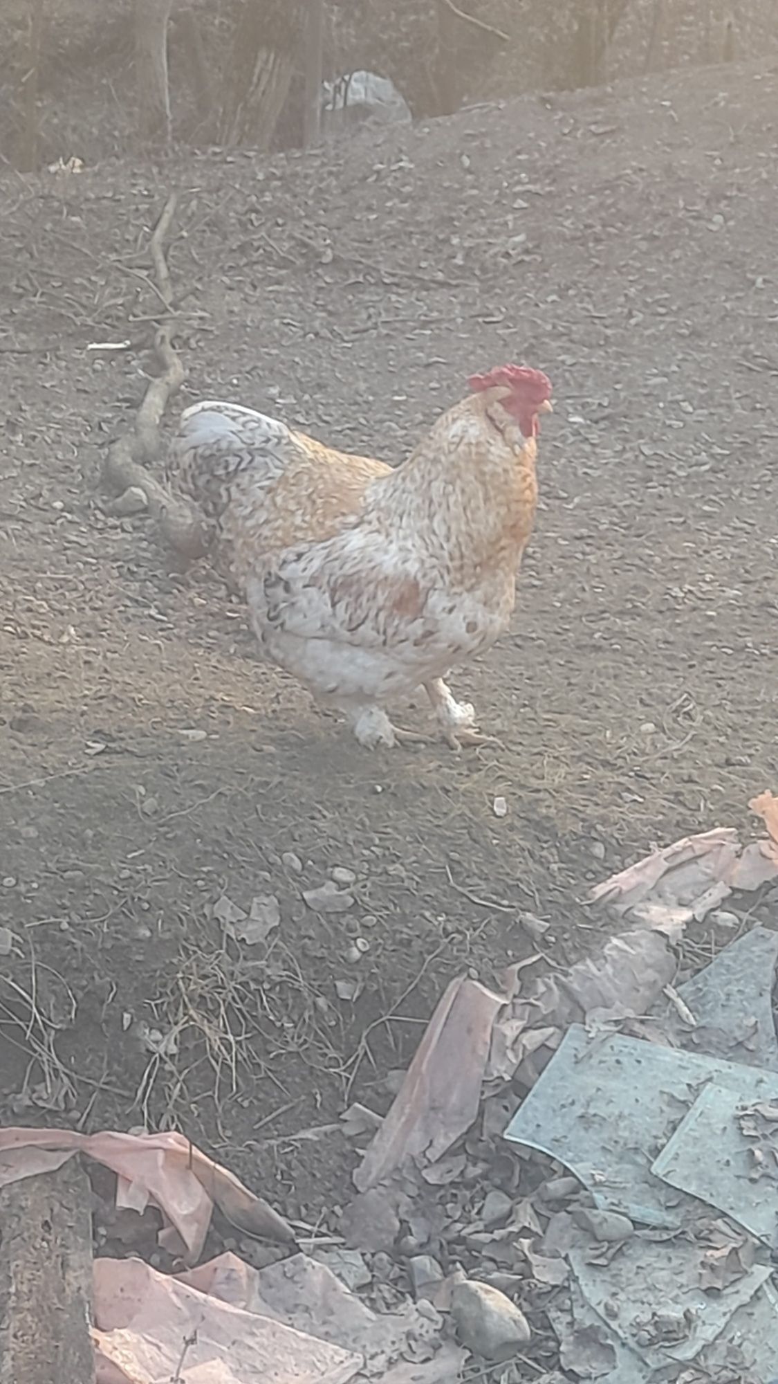 De vânzare Ouă de găină moțate pentru incubat
