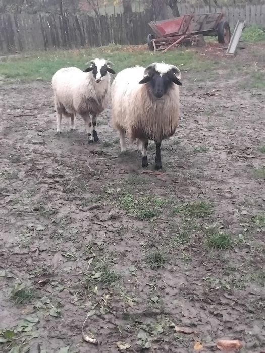 De vânzare, berbecuț bucalau