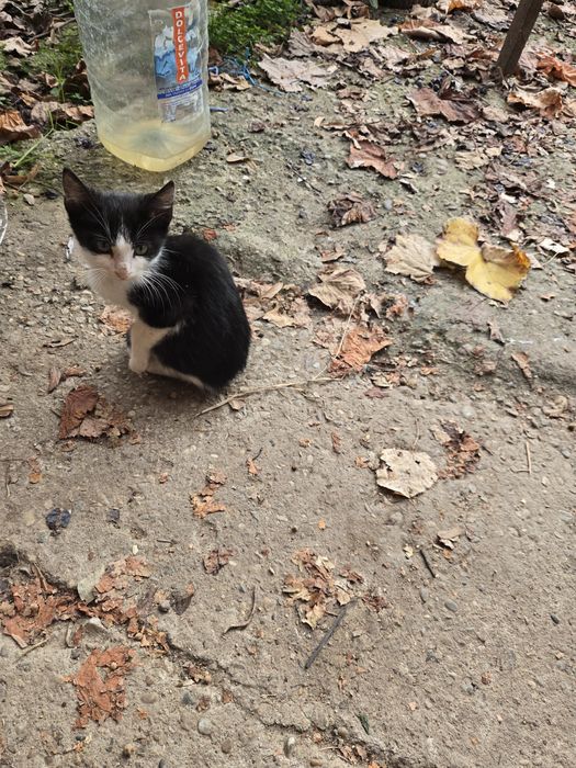 Ofer pisicuti spre adoptie