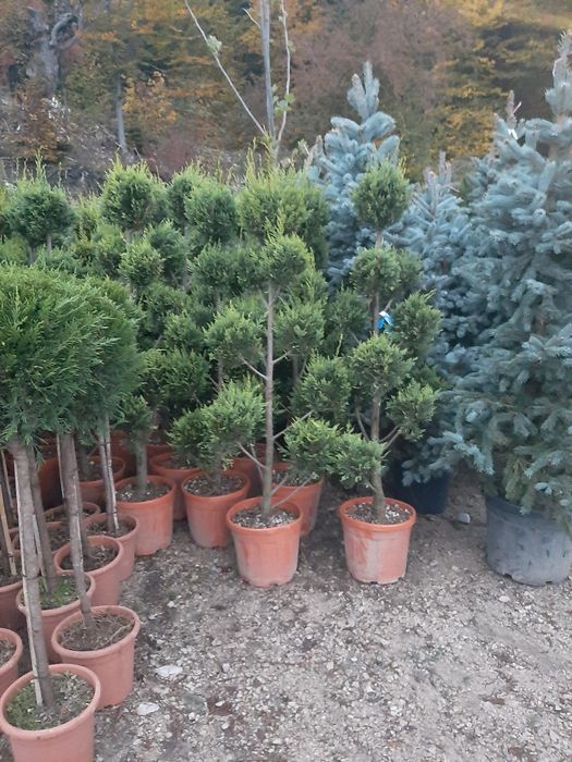 Vand mesteacăn arțar stejar tei platan frasin etc