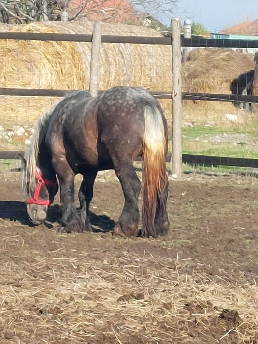 Armasar sur de 3 ani pentru monta.