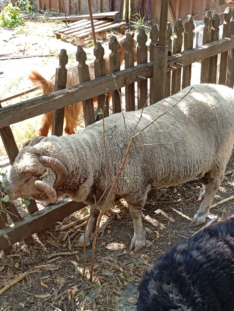 Berbec merinos de Palas