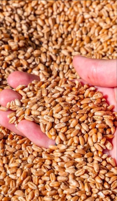 Арпа бидай сатылады. Продается ячмень, пшеница