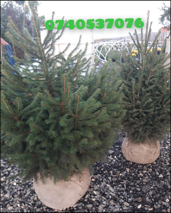 Brad verde(Picea Abies)