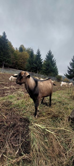 Capre de rasa gestante