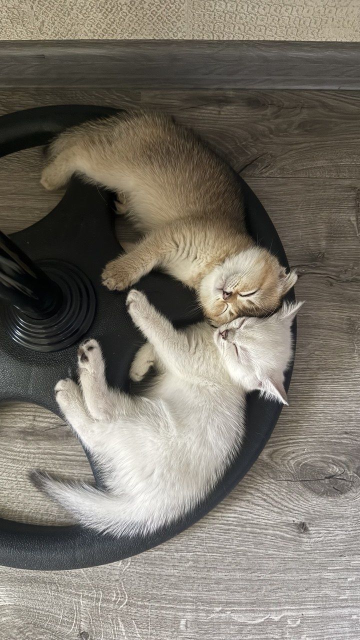 Котята от правильной вязки. Скотиш страйт.