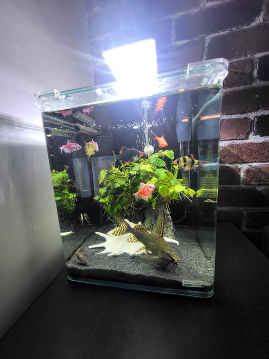 Vand sanitar, peste pisica