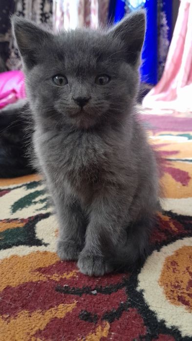 Chiroyli mushukcha parodali ug'il bola uyinqaroq