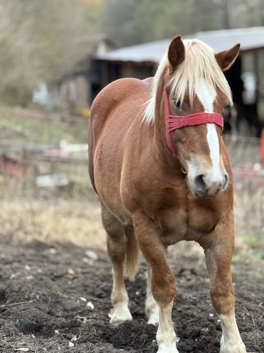 Vand manz de un an jumatate