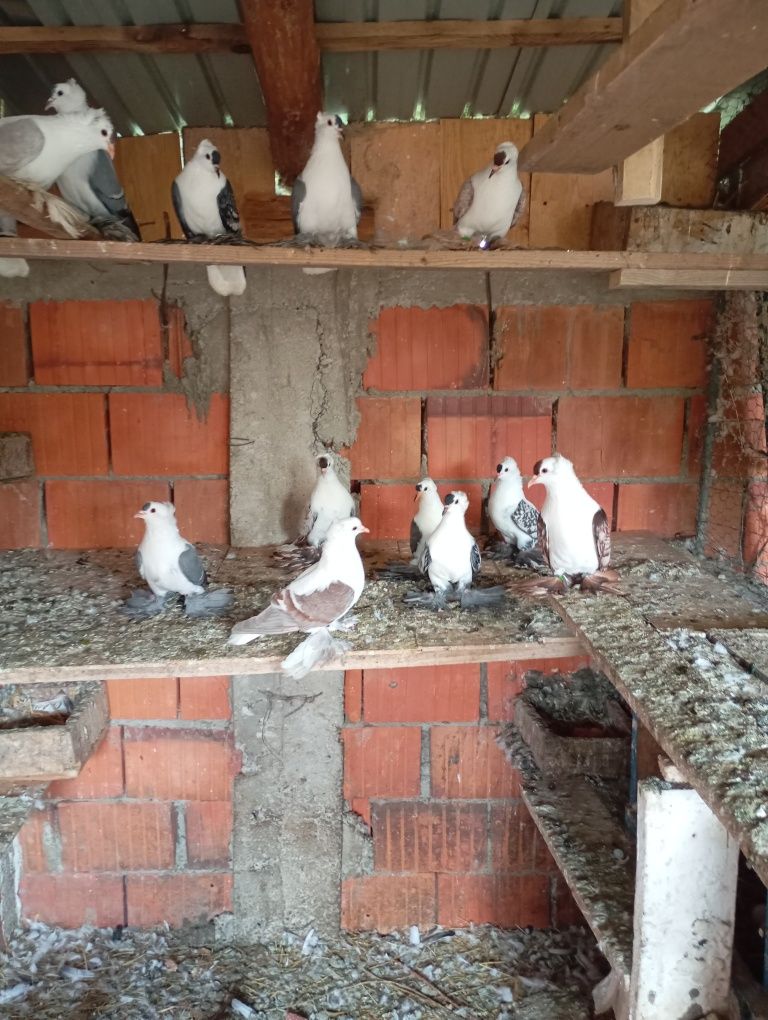 Schimb cu găini de rasă