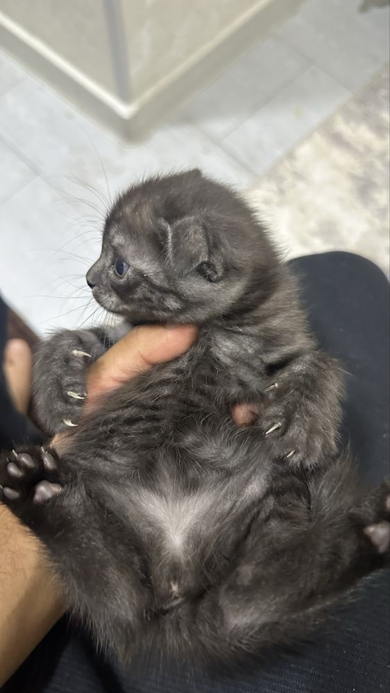 Продаю котенки шотландские выслоухие