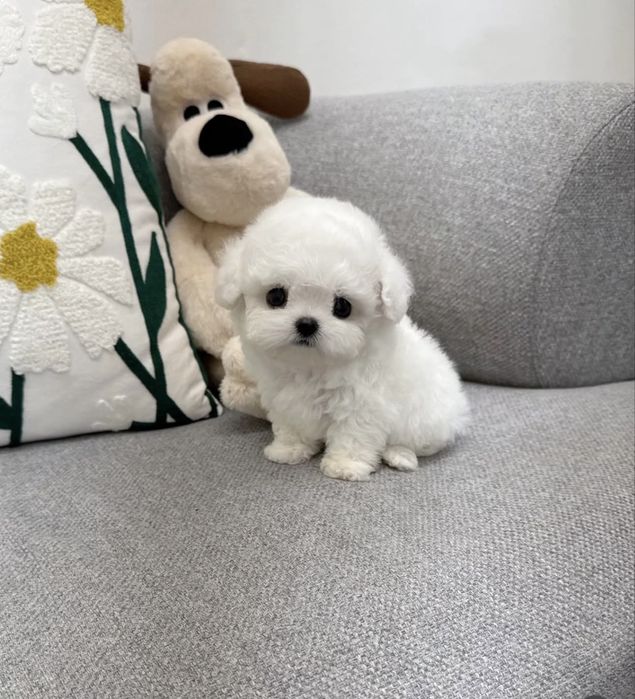 Bichon Maltez Mini