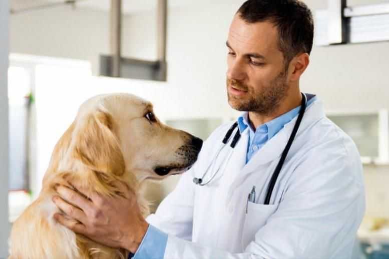 Ветеринарные услуги / Вет.клиника/Вет. врач с въездом на дом. 24 ч.