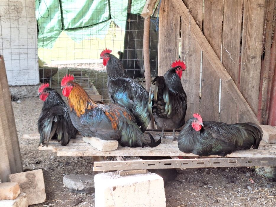 Cocosi australorp