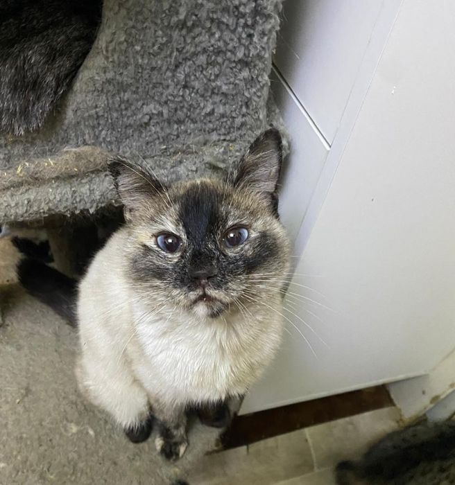 Кошечка красотка в добрые руки