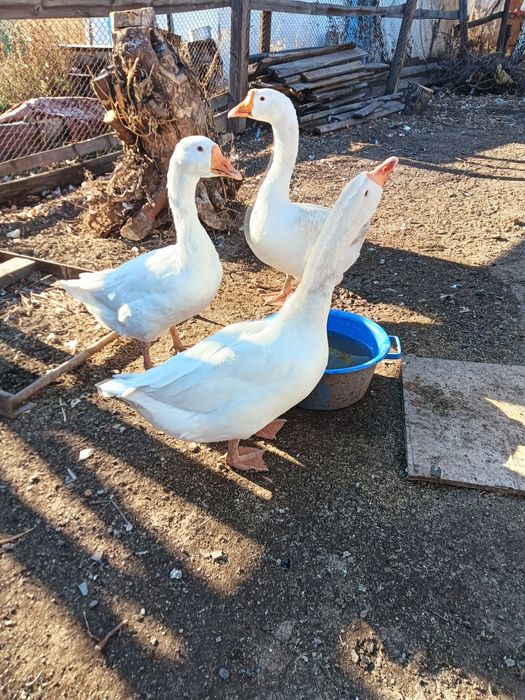 Гуси домашние продается семейка