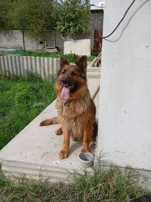 Немецкая Овчарка Длишёрстная 1,5 года Сука Обучен Командам Обучена