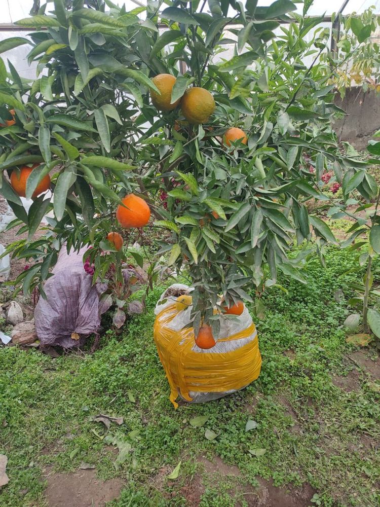 Limon koʻchatlar