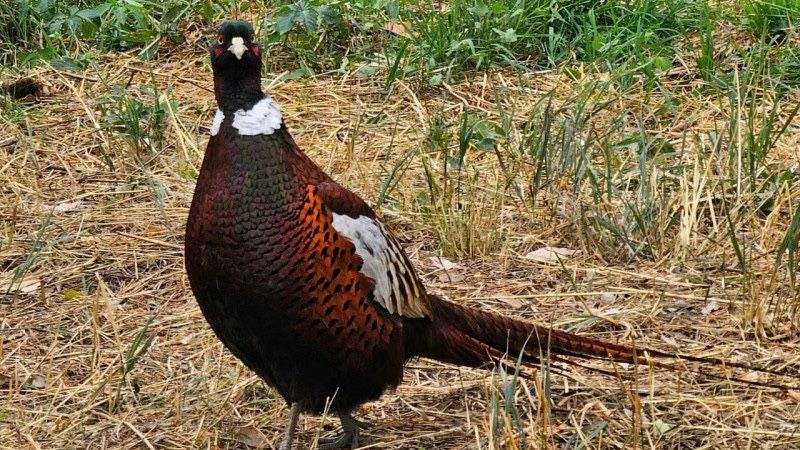 Продается Тушка фазана