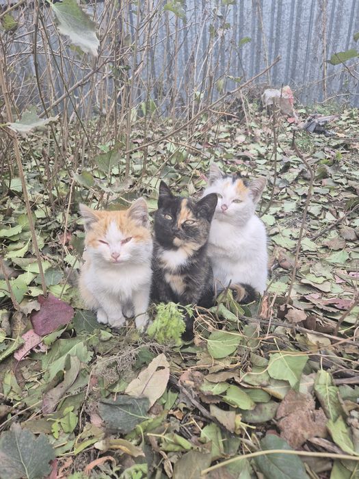Котята ищут дом!