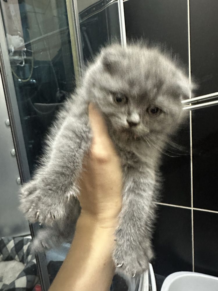 Vand pui scottish fold