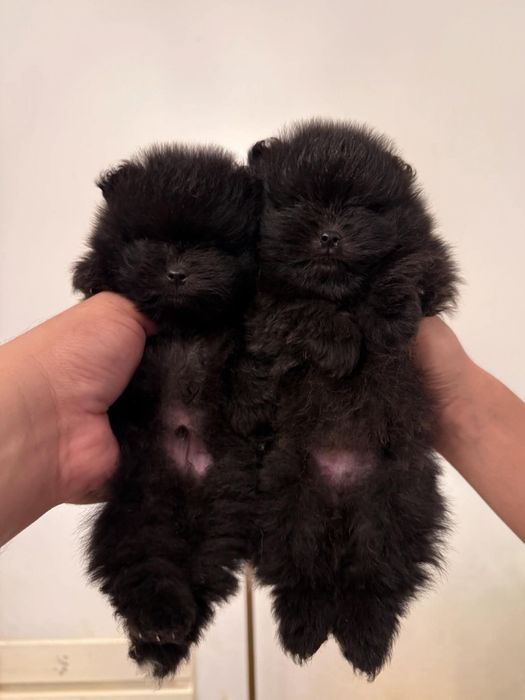 Померан мини мъжко и женско