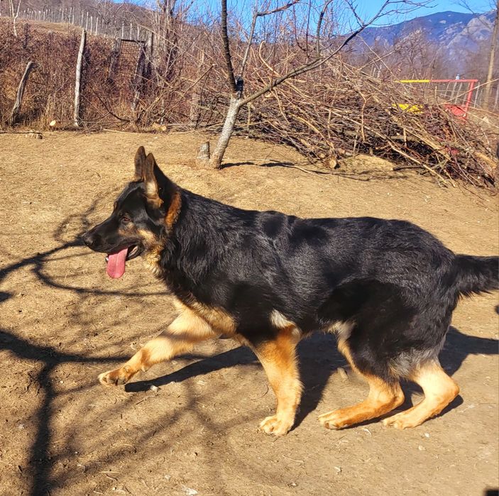 Ciobanesc german linie de lucru