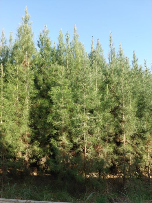 Eldar sasnasiga zakazlar olamiz optom arzon narxlarda