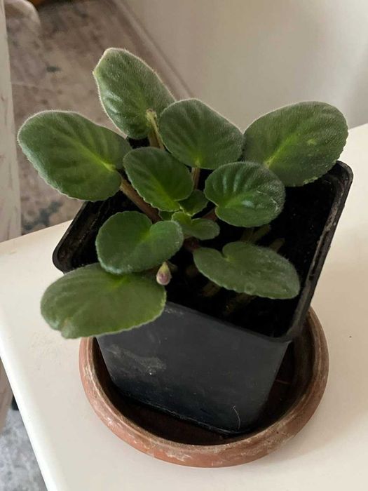 Фиалка комнатный цветок