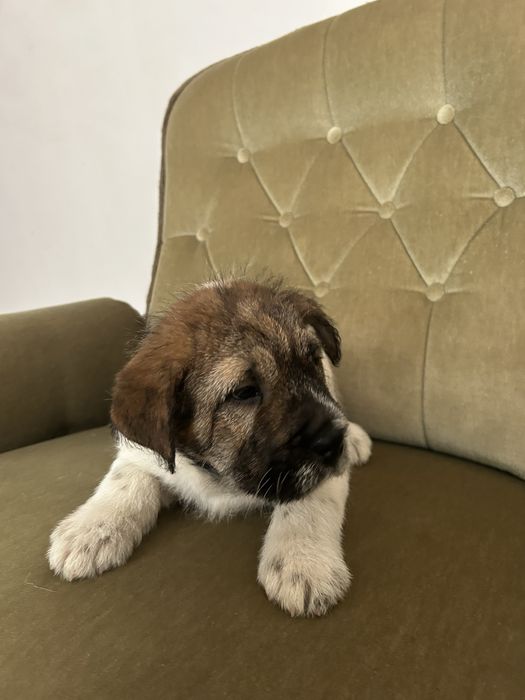Pui caine mix Shar Pei
