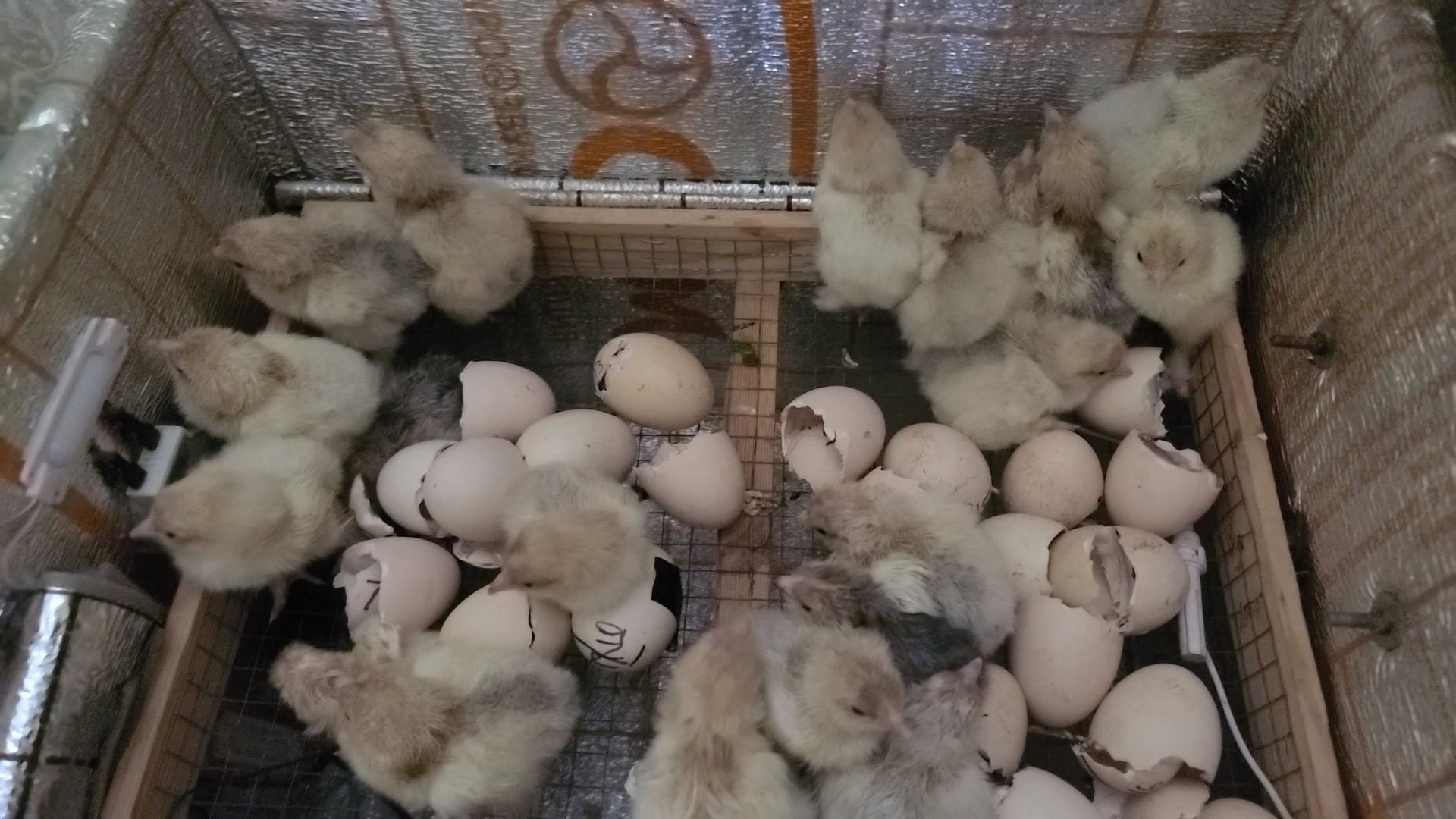 Inkubator   nest
