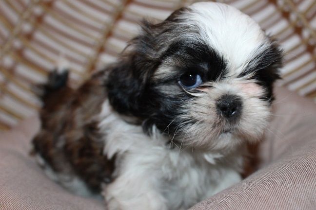 Shih-tzu talie mica