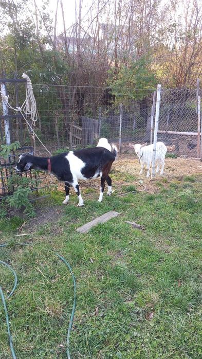 Capra cu ieduta de 5 luni