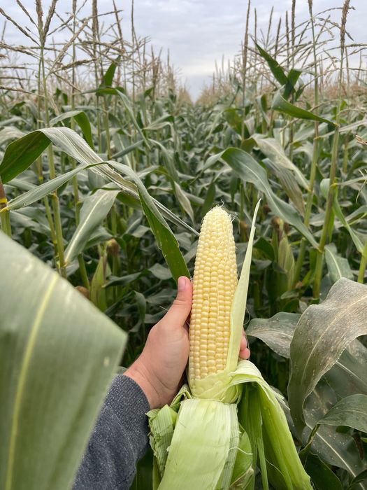 Vand Porumb Zaharat! incep 25 Octombrie