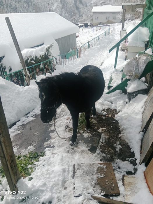 Пони Жеребец продам