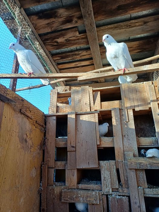 porumbei standard de vanzare