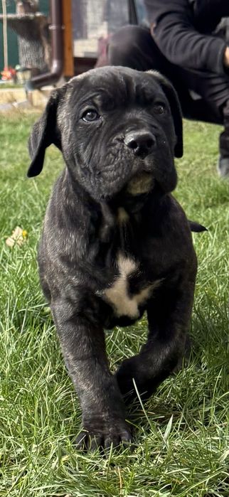 Кане Корсо / Kane Korso