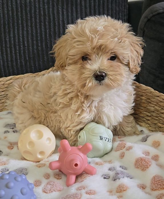 Пудел тийкъп /Малтипу Мaltipoo / Poodle toy