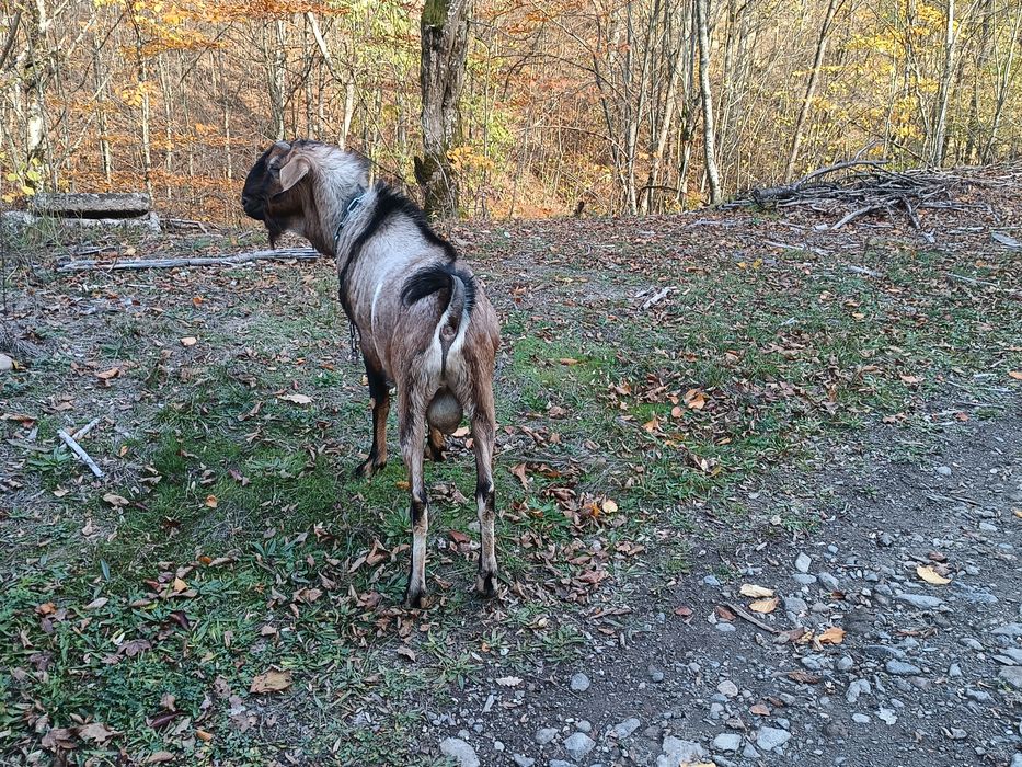 tap anglo nubian de vanzare sau schimb